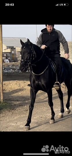 Лошади жеребята