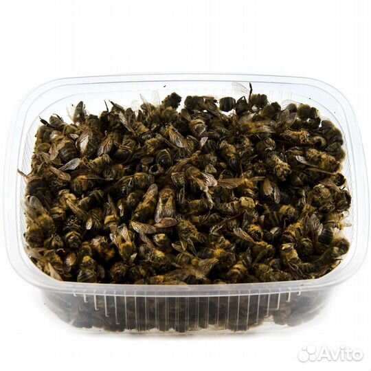 Подмор пчелиный сушеный