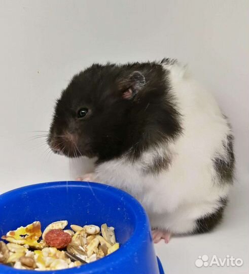 Сирийский хомяк подростки