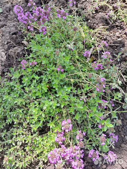 Тархун (эстрагон).Чебрец лимонный