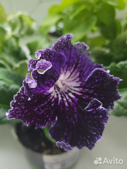 Стрептокарпусы