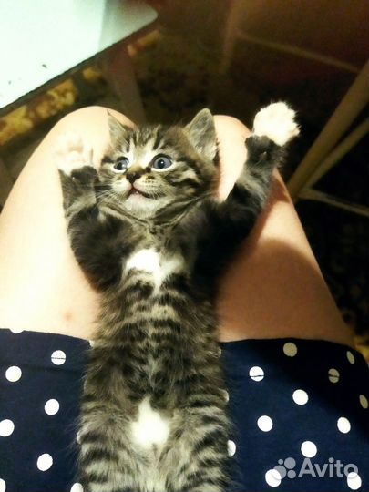 Отдам в добрые руки