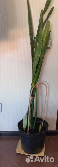 Сансевиерия