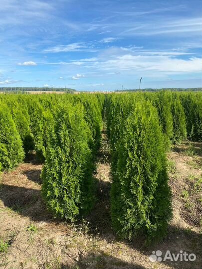 Туя Смарагд 140 см