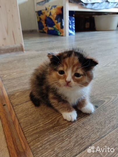 Кошка