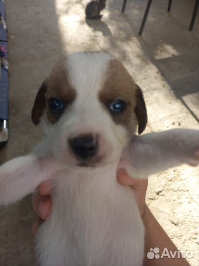 Щенки Бигль в добрые руки