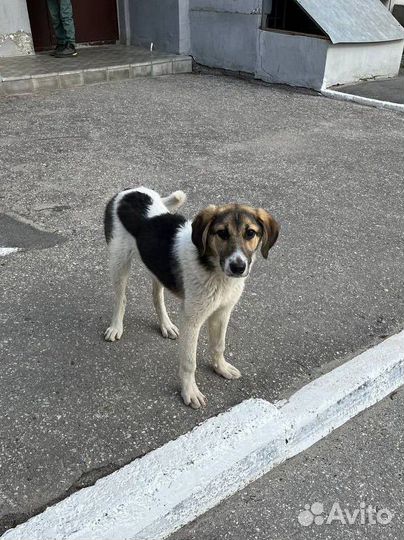 Щенок мальчик