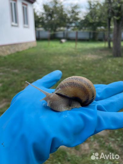 Улитка пищевая Максима helix aspersa maxima