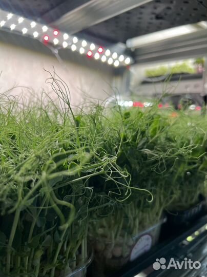 Микрозелень гороха