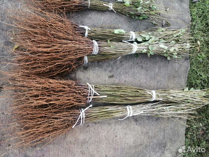 Антипка, алыча подвои на осень 2023