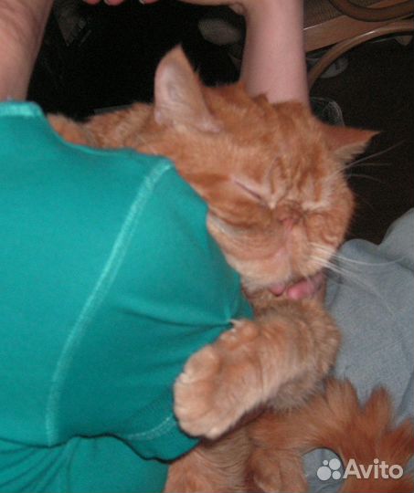 Уход за животными