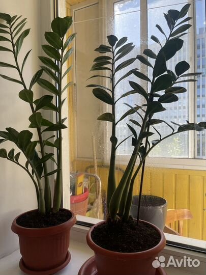 Комнатные растения. Замиокулькас