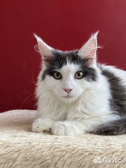 Кошечка мейн-кун