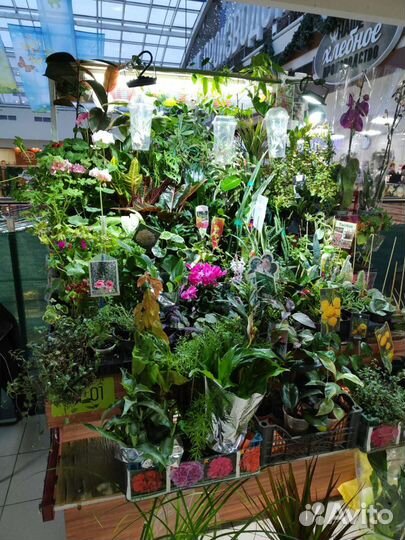 Комнатные цветы