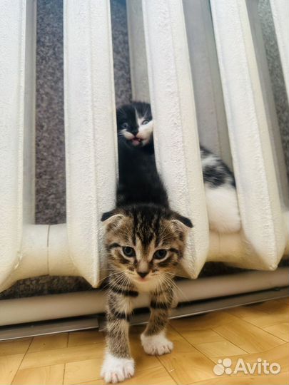 Продам британских котят