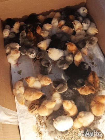 Цыплята суточные от породных кур