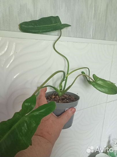 Филодендроны сортовые