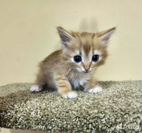 Котенок