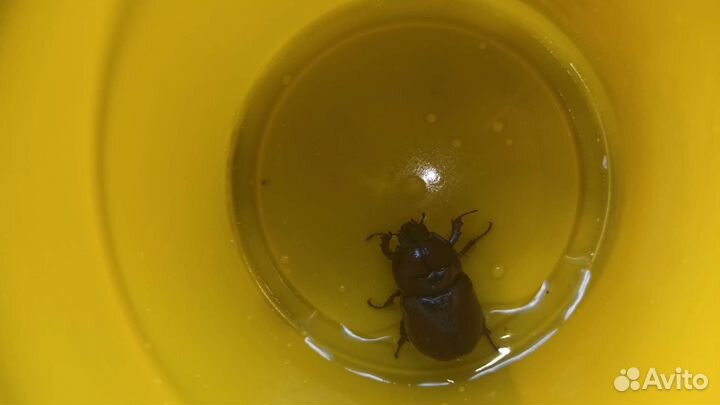 Жук носорог