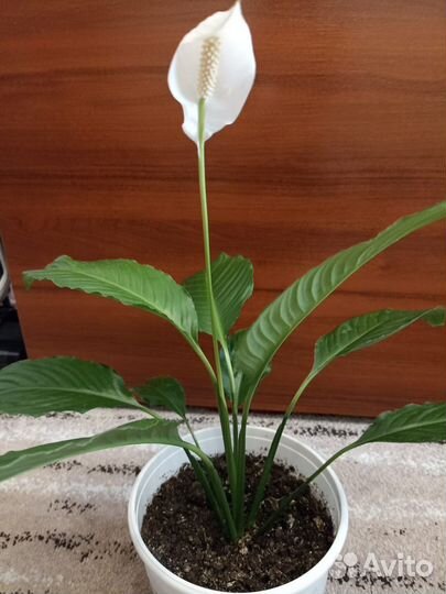 Спатифиллум