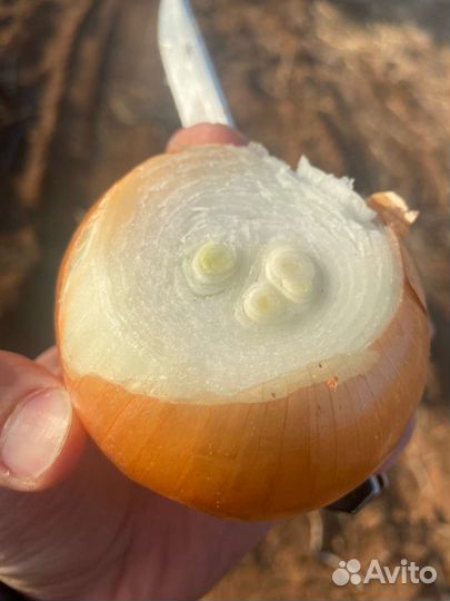 Лук на зелень штудгарт из севка