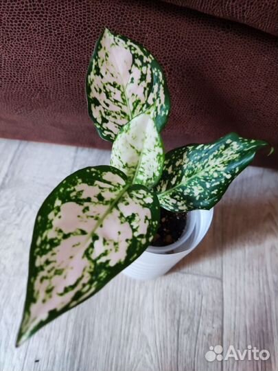 Много растений