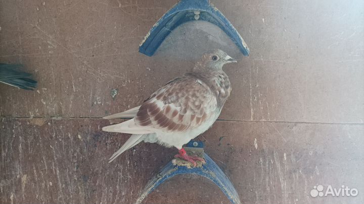 Спортивные голуби (почтовые)