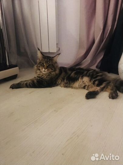 Передержка котов и кошек на дому