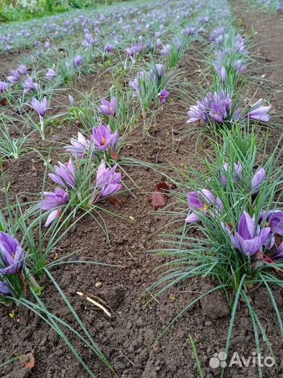 Шафран позднецветущий (крокус сатиус)