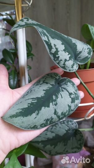 Сциндапсус, филодендрон