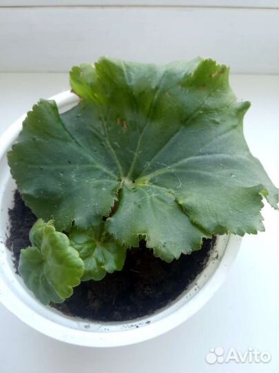 Домашний цветок Бегония Элатиор