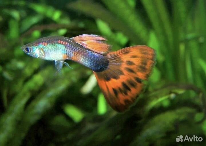 Аквариумные рыбки гуппи