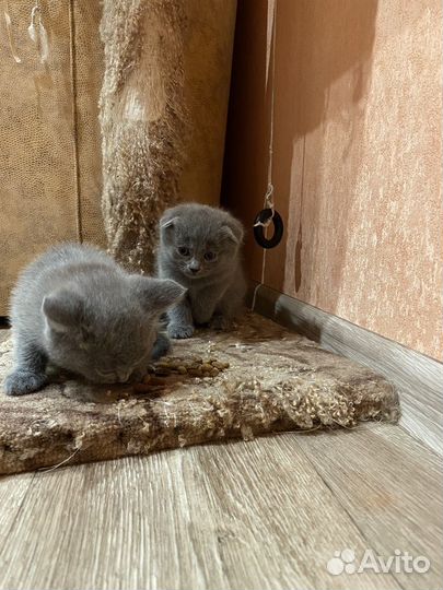 Шотландские котята
