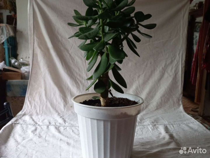 Толстянка, Денежное дерево