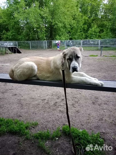 Кинолог, дрессировка собак