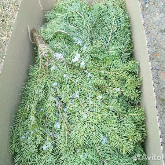 Пихтовый веник опт