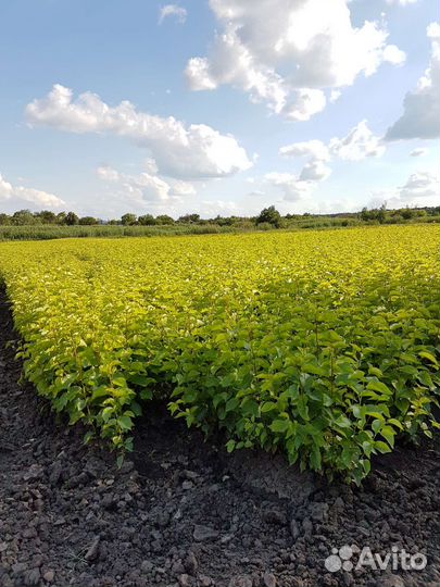 Подвой антипка (моголебка)