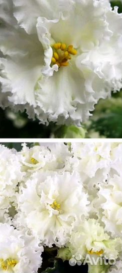 Ват-Синичка