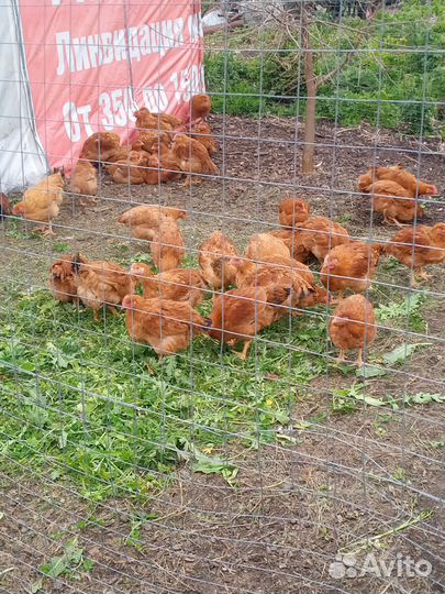Курочки молодки