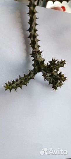 Эдитколея грандис 