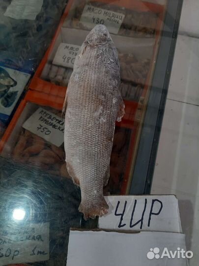 Рыба Якутии