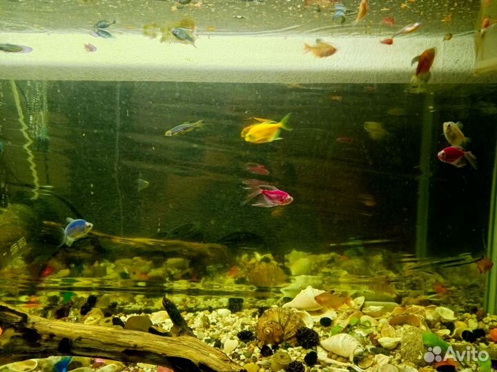 Аквариумные рыбки бесплатно