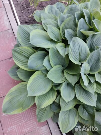 Хоста растение