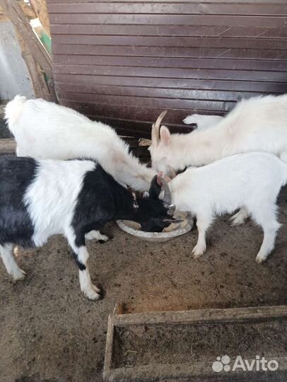 Зынаненский