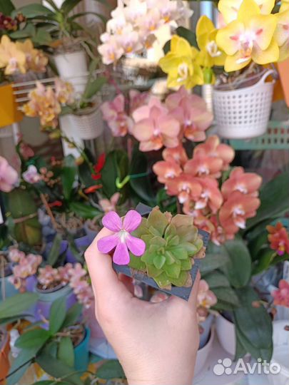 Хищные растения