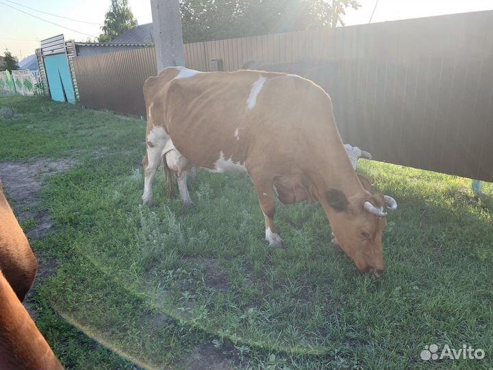 Коровы дойные молочные