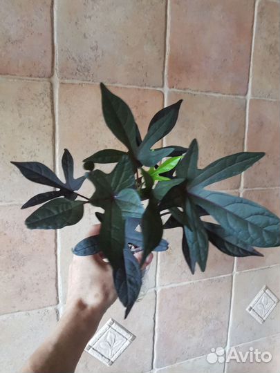 Комнатные цветы в Царицыно. Ипомея и др