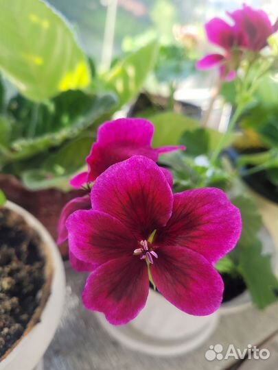 Пеларгония королевская