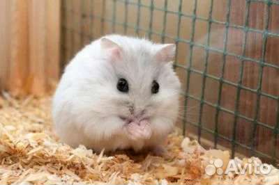 Отдам хомячка