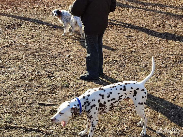 Далматинец